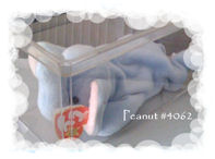 Ty Beanie Baby Swap