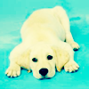 Puppies or Dogs