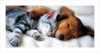 Cat or Dog Postcard
