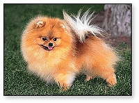 Dog ATC Series: Pomeranian