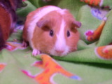 Guinea Pigs Pet Supplies and Fun!