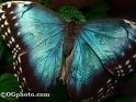 Butterfly -all occasion- handmade cards