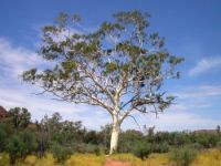 TREES cd mix