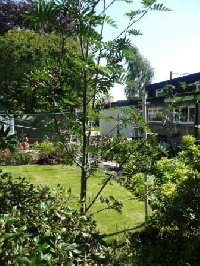 CELEBRATING TREES