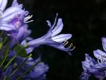 Flower or Tree PC Swap