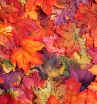 Autumn Kitchen Creations
