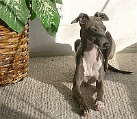Dog ATC Series:  Greyhound