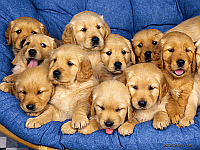 Dog ATC Series:  Retrievers