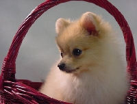 Puppy Love!
