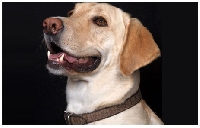 Dog postcard swap #2