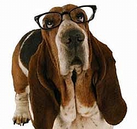 Dog ATC Series: Basset Hounds