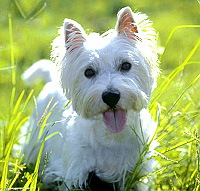 Dog ATC Series: Westies