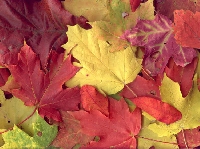 Autumn Lucky Parcel