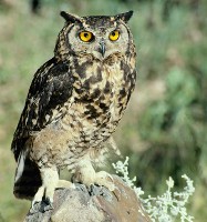 Autumn hoots.