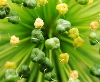 Nature Up Close