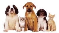 Pet Package Swap
