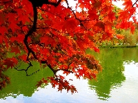 Autumn Photography