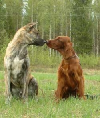 Your dog breed - postcard swap