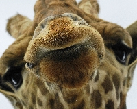 Your Favorite Animal PC SWAP!