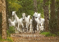Horse postcard swap