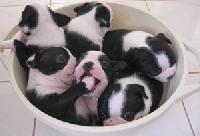 Boston Terrier Love- ATC Swap