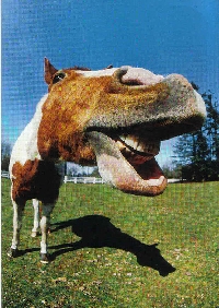 Funny, Unusual or Odd Postcard Swap #1
