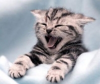 Cat inchies!!