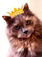 My Cat PC handmade