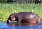 Hippo ATC