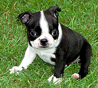 Dog ATC Series:  Boston Terrier