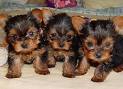 Love my Yorkie ATC swap.....