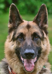Dog postcard swap #3