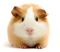 Animal postcards in an envie #3