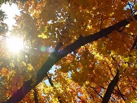 Changing Fall leaves Photo swap