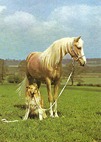Dog with other animal pc swap