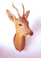 Deer ATC