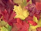 Autumn Leaves ATC