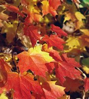 A Note About Autumn