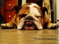 Dog ATC Series: Bulldog