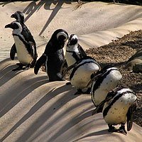 Zoo Photo Email Swap