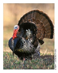 Turkey Dotee