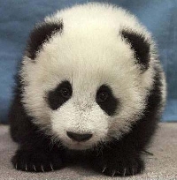 Panda swap!