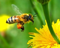 BEE ATC