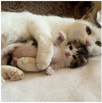 CUTE PICTURE SWAP!