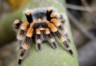 Spider Postcard