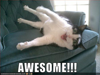 LOLcat/macro email swap