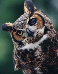Owl Postcard