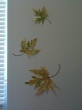 Pressed Leaves