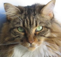 Cat ATC