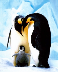 ATC- Penguin